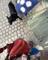 IMG_2603.jpeg
